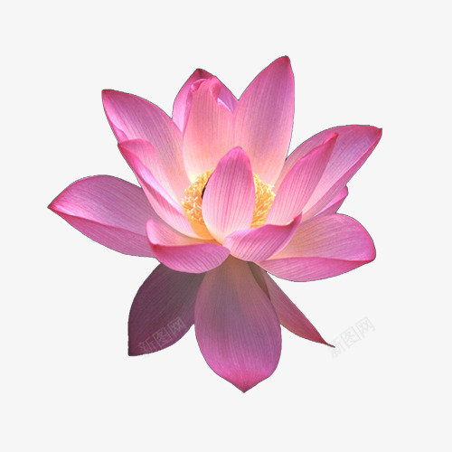 盛开荷花夏季粉红植物png免抠素材_88icon https://88icon.com 夏季 植物 盛开荷花 粉红