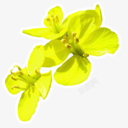 金黄色的花朵金黄色春季油菜花高清图片