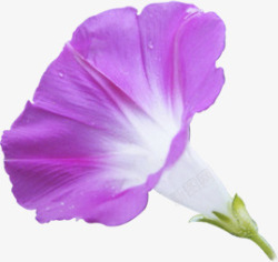 紫色鲜花牵牛花花朵素材