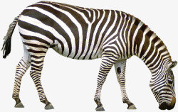 黑白条纹斑马动物素材