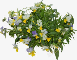 花丛和草丛素材