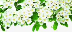白色清新花朵花环素材