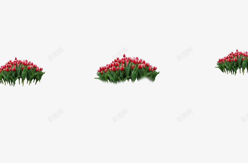 红色郁金香花丛花卉公园psd免抠素材_88icon https://88icon.com 红色郁金香花丛花卉公园鲜花