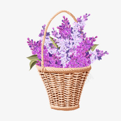 装满紫丁香的花篮素材
