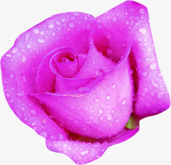 紫色唯美清新玫瑰鲜花素材