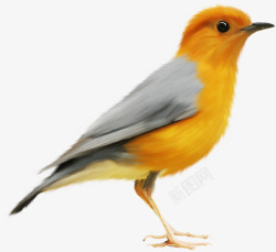 手绘黄鹂鸟素材