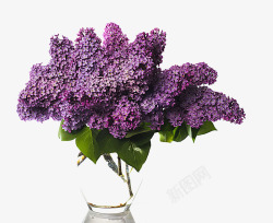 花瓶中的紫藤花素材