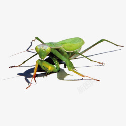 绿色的螳螂矢量图素材