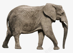 行走的大象侧面素材