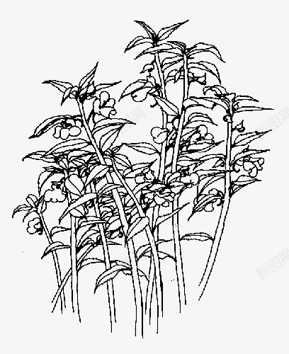 植物鲜花简笔画凤仙花png免抠素材_88icon https://88icon.com 凤仙花 女儿花 急性子 指甲花 金凤花