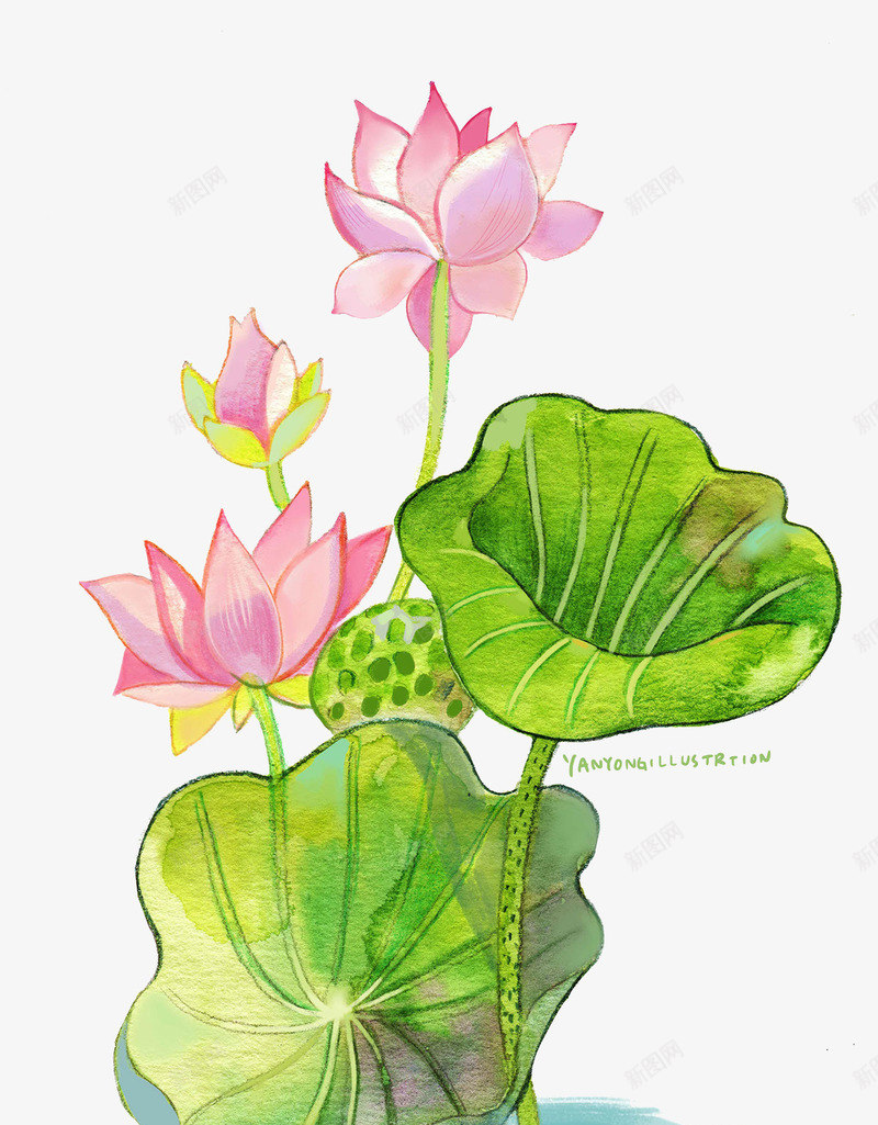 手绘水彩荷花荷叶png免抠素材_88icon https://88icon.com 手绘 水彩 荷叶 荷花