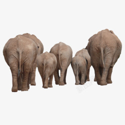 大象背影大象群背影高清图片