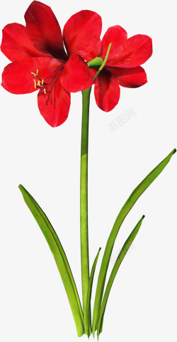 水彩花卉鲜花花卉精美红色素材