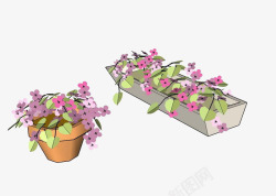 凤仙花植物插画鲜花素材