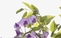 紫藤花背景素材