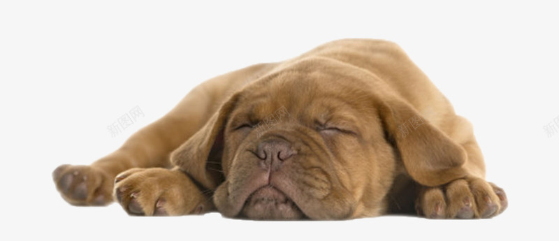 棕色可爱动物躺着的狗实物png免抠素材_88icon https://88icon.com 人类朋友 免扣 免费下载 动物 宠物 生物 睡觉 躺着 躺着的狗