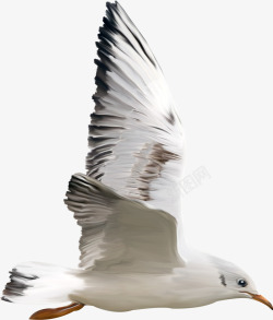 手绘虫鸟手绘虫鸟动物元素海鸥高清图片
