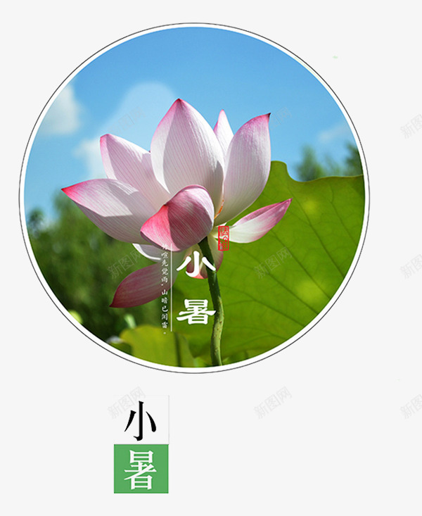 节日小暑png免抠素材_88icon https://88icon.com 小暑 植物 荷叶 荷花