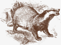 嘶吼嘶吼的卡通蜜獾矢量图高清图片