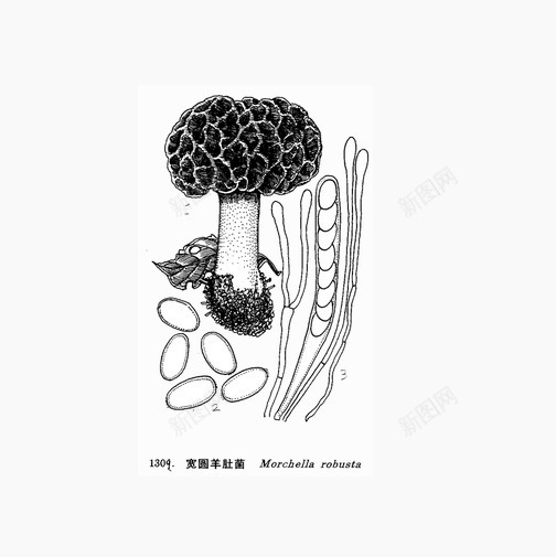 蘑菇形状的羊肚菌png免抠素材_88icon https://88icon.com Png图 免费 形状 羊肚菌 豆粒