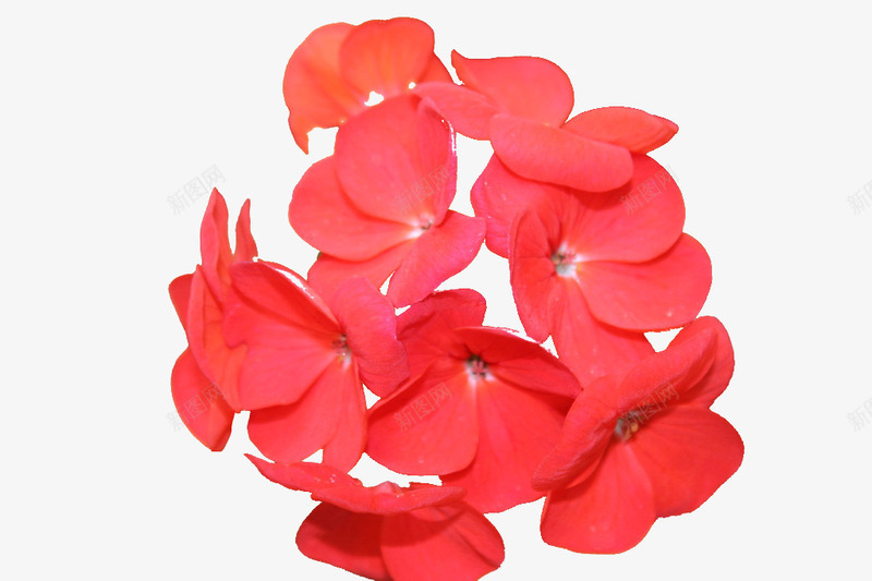 指甲花花瓣小桃红金凤花png免抠素材_88icon https://88icon.com 凤仙花 指甲花 红色 花瓣 鲜花