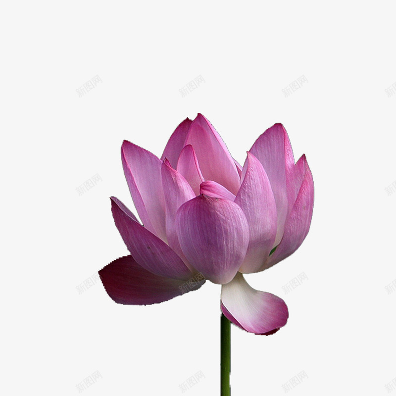 粉色的荷花池塘png免抠素材_88icon https://88icon.com 出水芙蓉 盛开 竹子荷花荷叶满池塘 荷花 鲜花