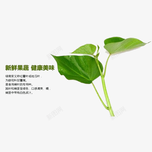 美味的番薯叶png免抠素材_88icon https://88icon.com 健康 可食用 新鲜食物 番薯叶 绿色植物 食物