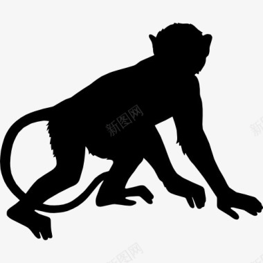 长尾巴猴子猴子图标图标