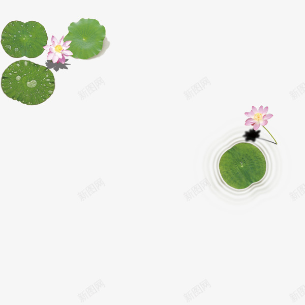 水面上的荷叶与荷花png免抠素材_88icon https://88icon.com 水面上 竹子荷花荷叶满池塘 荷叶 荷花