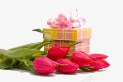 郁金香和礼物盒素材