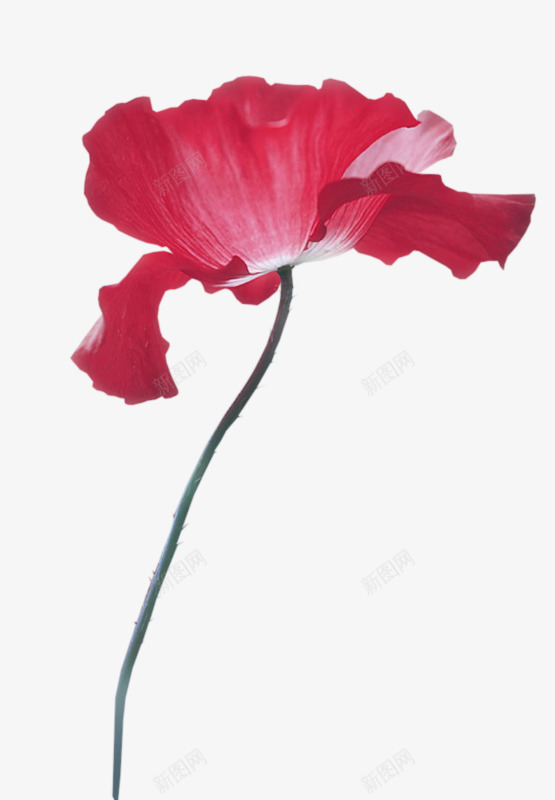 一朵杜鹃花png免抠素材_88icon https://88icon.com 卡通杜鹃花 实物 红色 装饰 鲜花