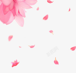 精美粉红色花朵与花瓣素材
