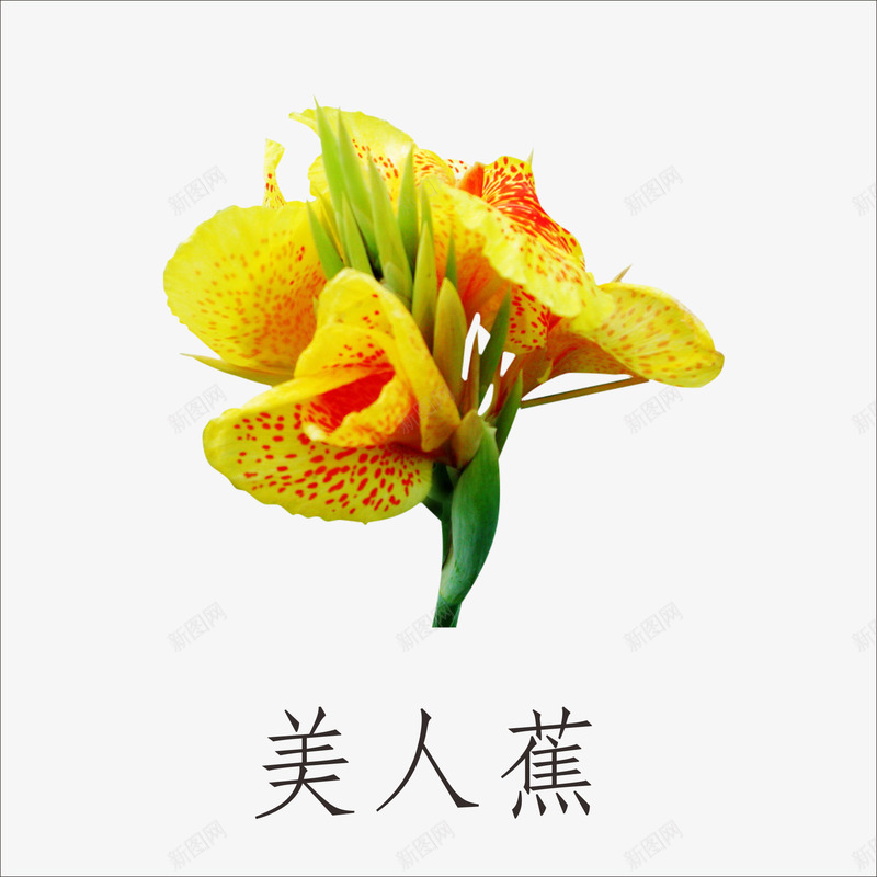 美人蕉png免抠素材_88icon https://88icon.com 小植物 鲜花