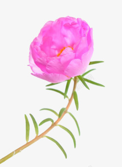 粉色马齿苋花素材