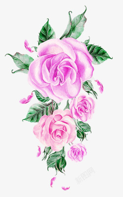粉色手绘水彩玫瑰花素材