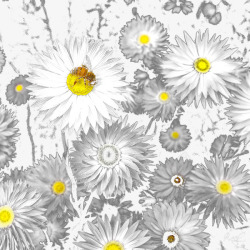 白色菊花背景图案素材