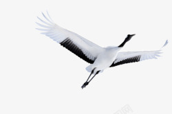向上滑动黑向上飞的黑白天鹅高清图片