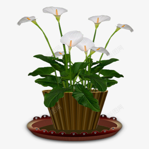 白色马蹄莲png免抠素材_88icon https://88icon.com 叶子 植物 白色 盆景 马蹄莲 鲜花