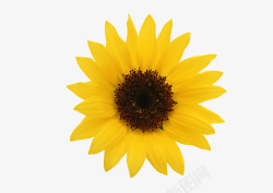 金葵花向日葵黄色花朵鲜花向阳花素材