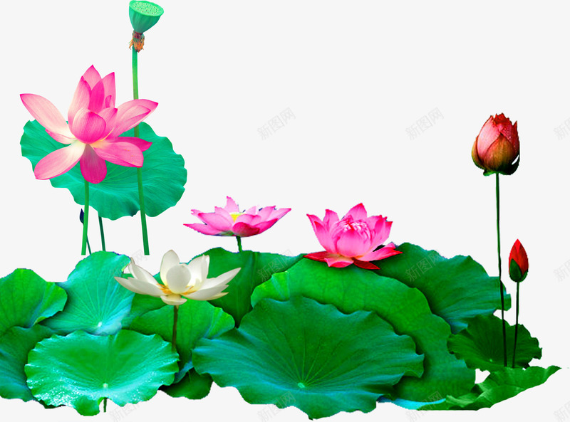 荷叶荷花png图片免费下载-素材yvqqnrqg-88ICON
