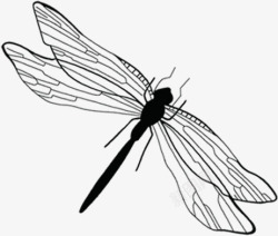 黑色简笔画风格手绘蜻蜓2素材