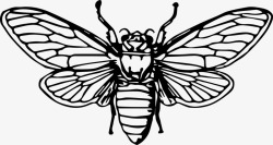 蜜蜂昆虫动物素材