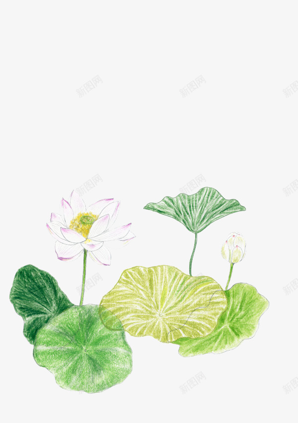 手绘铅笔画荷花png免抠素材_88icon https://88icon.com 彩色 手绘 荷花 铅笔画