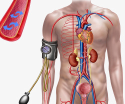 心脑血管血压计监测高清图片