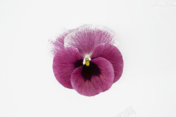 紫红色的花朵紫红色三色堇高清图片