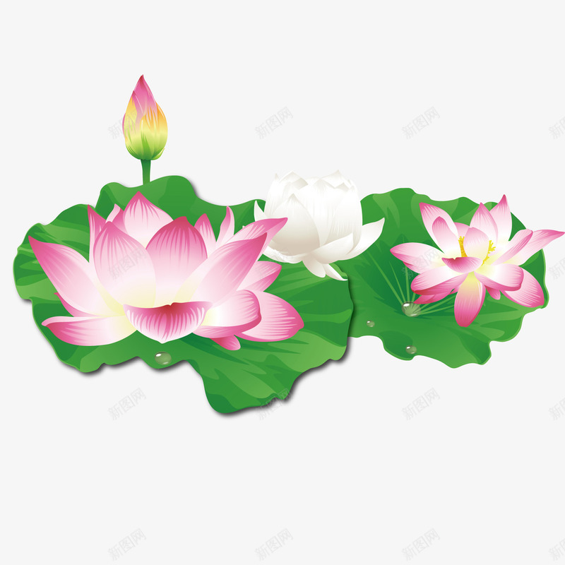 清纯的荷花矢量图ai免抠素材_88icon https://88icon.com 夏日 清纯 荷花 矢量图