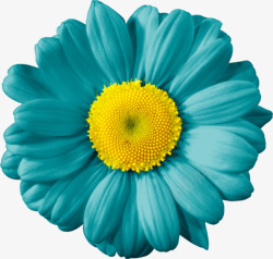 黄色花蕊的蓝色鲜花素材