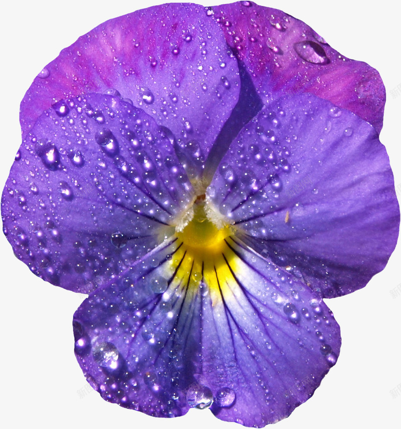 漂亮藏红花水珠png免抠素材_88icon https://88icon.com 水滴 水珠 漂亮藏红花 花朵 藏红花 鲜花