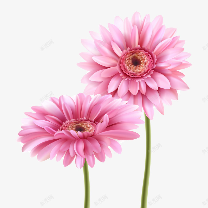 粉色非洲菊png免抠素材_88icon https://88icon.com 植物 植物素材 粉色鲜花 非洲菊