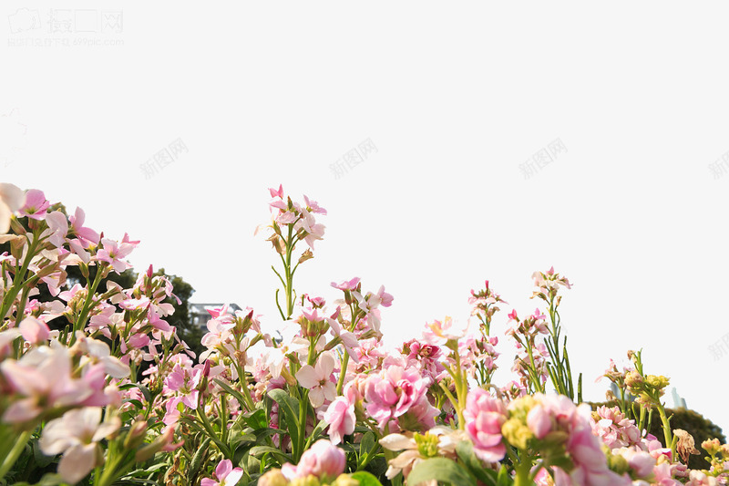 粉色花丛png免抠素材_88icon https://88icon.com 植物素材 背景装饰 花丛 花朵 鲜花
